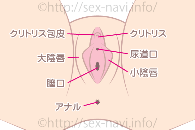 �����̐����т�}���ŉ���bSEX-Navi